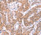 Protein C inhibitor antibody, MBS2525375, MyBioSource, Immunohistochemistry frozen image 