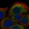 Caga antibody, HPA024372, Atlas Antibodies, Immunocytochemistry image 