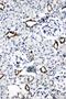 Aquaporin 2 antibody, PA1742, Boster Biological Technology, Immunohistochemistry paraffin image 