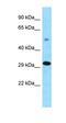 Protein Zfp202  antibody, orb324758, Biorbyt, Western Blot image 