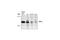 Protein Phosphatase 1 Catalytic Subunit Alpha antibody, 2582S, Cell Signaling Technology, Western Blot image 