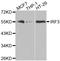 Interferon Regulatory Factor 3 antibody, TA327312, Origene, Western Blot image 