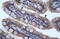Sphingomyelin Phosphodiesterase Acid Like 3B antibody, ARP33875_P050, Aviva Systems Biology, Immunohistochemistry frozen image 