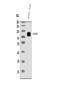 Choline transporter-like protein 2 antibody, A05467-1, Boster Biological Technology, Western Blot image 