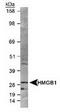 HMG1 antibody, TA301448, Origene, Western Blot image 