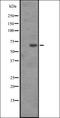 MAF BZIP Transcription Factor B antibody, orb337691, Biorbyt, Western Blot image 