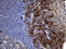 Protein Phosphatase 4 Regulatory Subunit 4 antibody, CF810585, Origene, Immunohistochemistry frozen image 