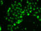 Thioredoxin Like 4B antibody, 22-711, ProSci, Immunofluorescence image 