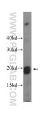 Probable DNA dC->dU-editing enzyme APOBEC-3C antibody, 10591-1-AP, Proteintech Group, Western Blot image 
