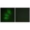 Adenylate Cyclase 6 antibody, A05655, Boster Biological Technology, Immunofluorescence image 