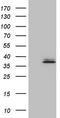 TNF Superfamily Member 13b antibody, CF807806, Origene, Western Blot image 