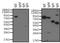 Human IgE antibody, NBP1-78578, Novus Biologicals, Western Blot image 