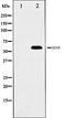 SRY-Box 9 antibody, orb99439, Biorbyt, Western Blot image 