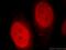 H2A Histone Family Member X antibody, 10856-1-AP, Proteintech Group, Immunofluorescence image 