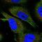 EEF1A Lysine And N-Terminal Methyltransferase antibody, NBP1-92109, Novus Biologicals, Immunofluorescence image 