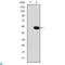 CRK Proto-Oncogene, Adaptor Protein antibody, LS-C814014, Lifespan Biosciences, Western Blot image 