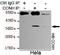 Cyclin H antibody, GTX49246, GeneTex, Immunoprecipitation image 