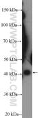 Serine And Arginine Rich Splicing Factor 5 antibody, 16237-1-AP, Proteintech Group, Western Blot image 