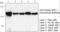 Renin in preproprotein antibody, orb74187, Biorbyt, Western Blot image 