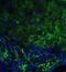Tumor Protein P53 Inducible Nuclear Protein 1 antibody, NBP1-76638, Novus Biologicals, Immunocytochemistry image 