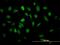 Eukaryotic Translation Elongation Factor 1 Epsilon 1 antibody, H00009521-B01P, Novus Biologicals, Immunofluorescence image 