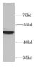 Eukaryotic Translation Initiation Factor 4A2 antibody, FNab02716, FineTest, Western Blot image 