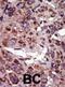 Diacylglycerol Kinase Alpha antibody, abx033889, Abbexa, Immunohistochemistry frozen image 