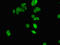NHP2 Ribonucleoprotein antibody, orb37361, Biorbyt, Immunofluorescence image 