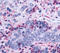 Leukotriene B4 Receptor 2 antibody, MBS244286, MyBioSource, Immunohistochemistry frozen image 
