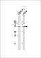 Fizzy And Cell Division Cycle 20 Related 1 antibody, MBS9216880, MyBioSource, Western Blot image 