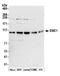 ER Membrane Protein Complex Subunit 1 antibody, NBP2-59097, Novus Biologicals, Western Blot image 