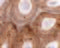 Serine Peptidase Inhibitor, Kazal Type 2 antibody, 6667, ProSci, Immunohistochemistry paraffin image 