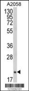 Ferritin Heavy Chain 1 antibody, 62-521, ProSci, Western Blot image 