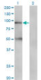 Y3 antibody, LS-C139479, Lifespan Biosciences, Western Blot image 