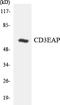 ASE-1 antibody, LS-C291771, Lifespan Biosciences, Western Blot image 