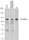 Cadherin 15 antibody, AF7677, R&D Systems, Western Blot image 