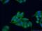 Phosphoribosyl Transferase Domain Containing 1 antibody, 11986-1-AP, Proteintech Group, Immunofluorescence image 