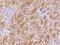 Retinitis Pigmentosa GTPase Regulator antibody, 203168-T08, Sino Biological, Immunohistochemistry frozen image 