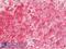 Histamine H4 receptor antibody, LS-A3785, Lifespan Biosciences, Immunohistochemistry frozen image 