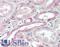 UBP43 antibody, LS-B10330, Lifespan Biosciences, Immunohistochemistry frozen image 