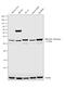 Biliverdin Reductase A antibody, PA1-26089, Invitrogen Antibodies, Western Blot image 