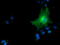 B7 antibody, TA501680, Origene, Immunofluorescence image 