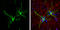 Fatty Acid Binding Protein 7 antibody, GTX121467, GeneTex, Immunocytochemistry image 