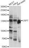 Ubiquitin Specific Peptidase 7 antibody, LS-C748611, Lifespan Biosciences, Western Blot image 