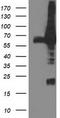 Dipeptidyl Peptidase 3 antibody, TA503291, Origene, Western Blot image 