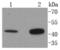 Angiotensin II Receptor Type 2 antibody, NBP2-67677, Novus Biologicals, Western Blot image 