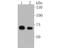 Leukotriene A4 Hydrolase antibody, NBP2-80465, Novus Biologicals, Western Blot image 