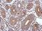Sperm Associated Antigen 8 antibody, NBP2-20464, Novus Biologicals, Immunohistochemistry frozen image 