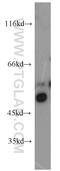 DExD-Box Helicase 39B antibody, 14798-1-AP, Proteintech Group, Western Blot image 