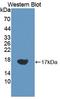 Vascular Endothelial Growth Factor C antibody, LS-C720762, Lifespan Biosciences, Western Blot image 